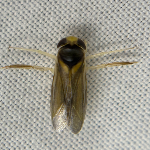 Acuminate Water Boatman photo 4