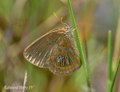 Neonympha areolatus
