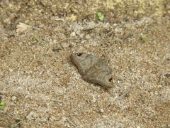 Arteurotia tractipennis tractipennis