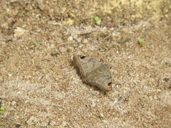 Arteurotia tractipennis tractipennis
