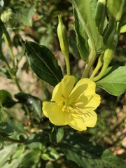 Oenothera pilosella