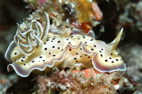 Goniobranchus tritos — seen at this dive site