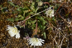 Taraxacum arcticum
