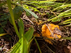 Cantharellus cibarius