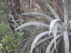 Agave xylonacantha