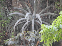 Agave xylonacantha