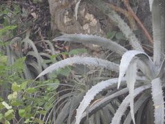 Agave xylonacantha