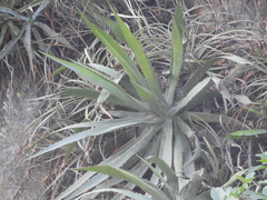 Agave xylonacantha