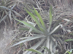 Agave xylonacantha
