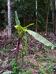 Musa × paradisiaca