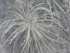 Hechtia mexicana