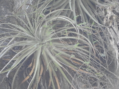 Hechtia mexicana