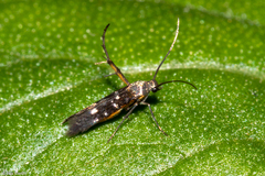 Heliodinidae