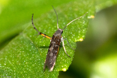 Heliodinidae