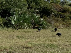 Coragyps atratus image