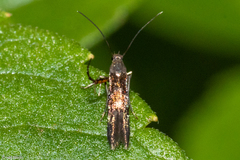 Heliodinidae