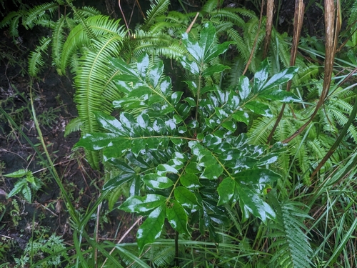 Meliosma pinnata observed 2024-10-29