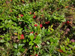 Vaccinium vitis-idaea