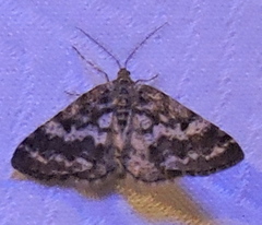 Eufidonia discospilata