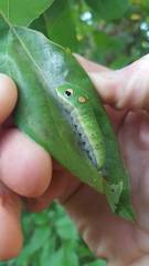Papilio troilus troilus