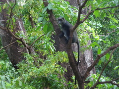 Cercopithecus mitis manyaraensis