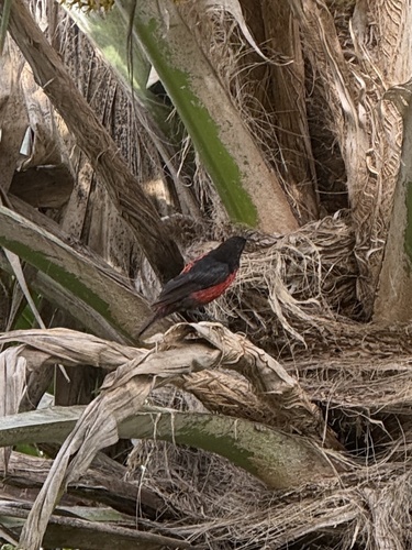 Rotuma Myzomela