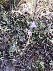 Campanula rapunculus