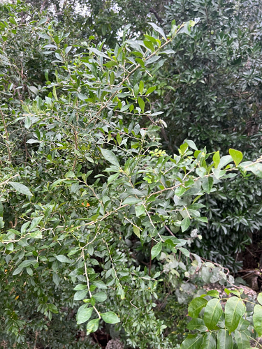 Adelia ricinella (Adelia ricinella)