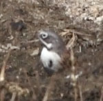 Artemisiospiza belli