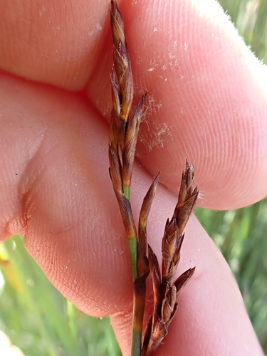 Image of Machaerina juncea by (c) Benjamin Lavin, some rights reserved (CC BY)