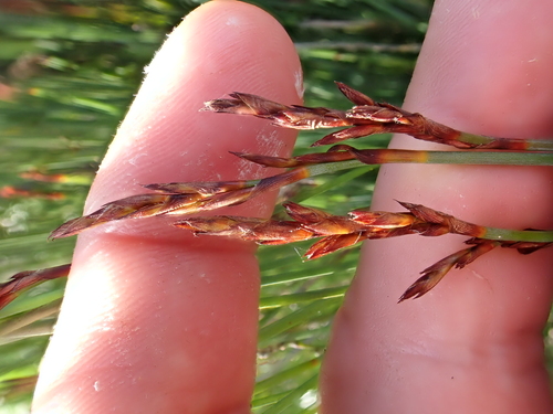 Image of Machaerina juncea by (c) Benjamin Lavin, some rights reserved (CC BY)