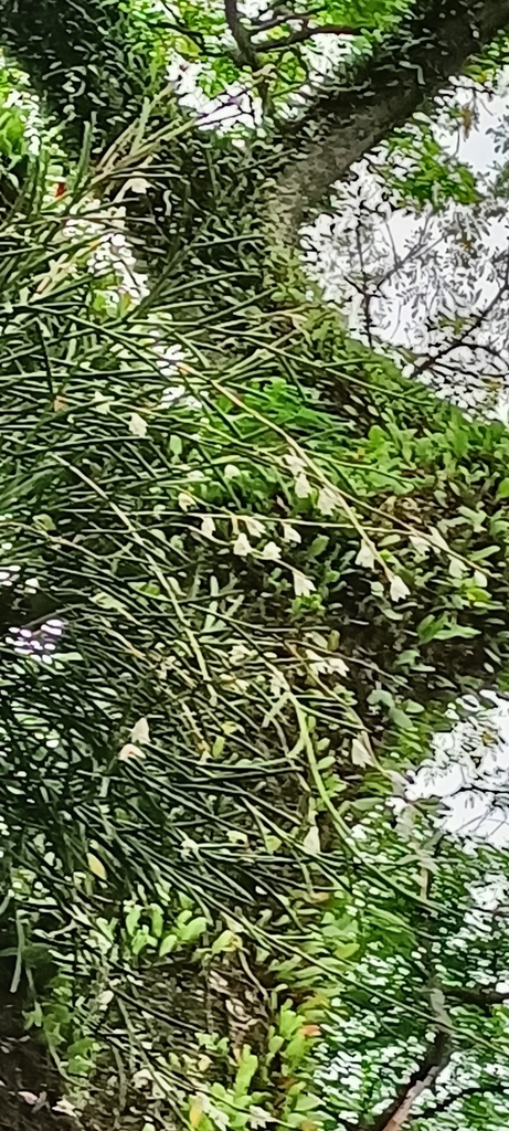 Dendrobium singaporense A.D.Hawkes & A.H.Heller 3