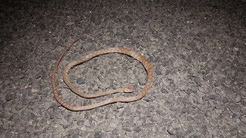 Brown Tree Snake sighting