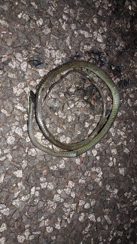 Common Tree Snake sighting