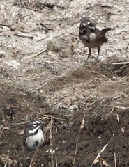 Artemisiospiza belli