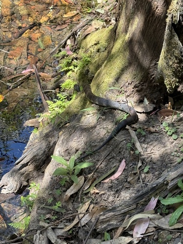 Tiger Snake sighting