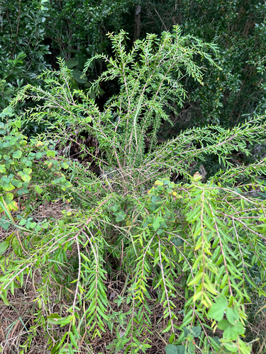 Lady Hair (Malpighia cubensis)