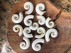 Spirula spirula