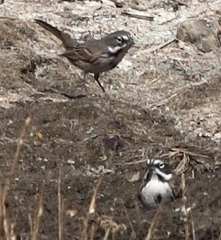 Artemisiospiza belli