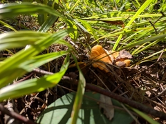 Cantharellus cibarius