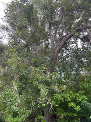 Bitterbush (Picrodendron)