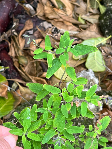 Cayman Sage (Salvia caymanensis)