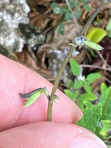 Salvia caymanensis, photograph 1