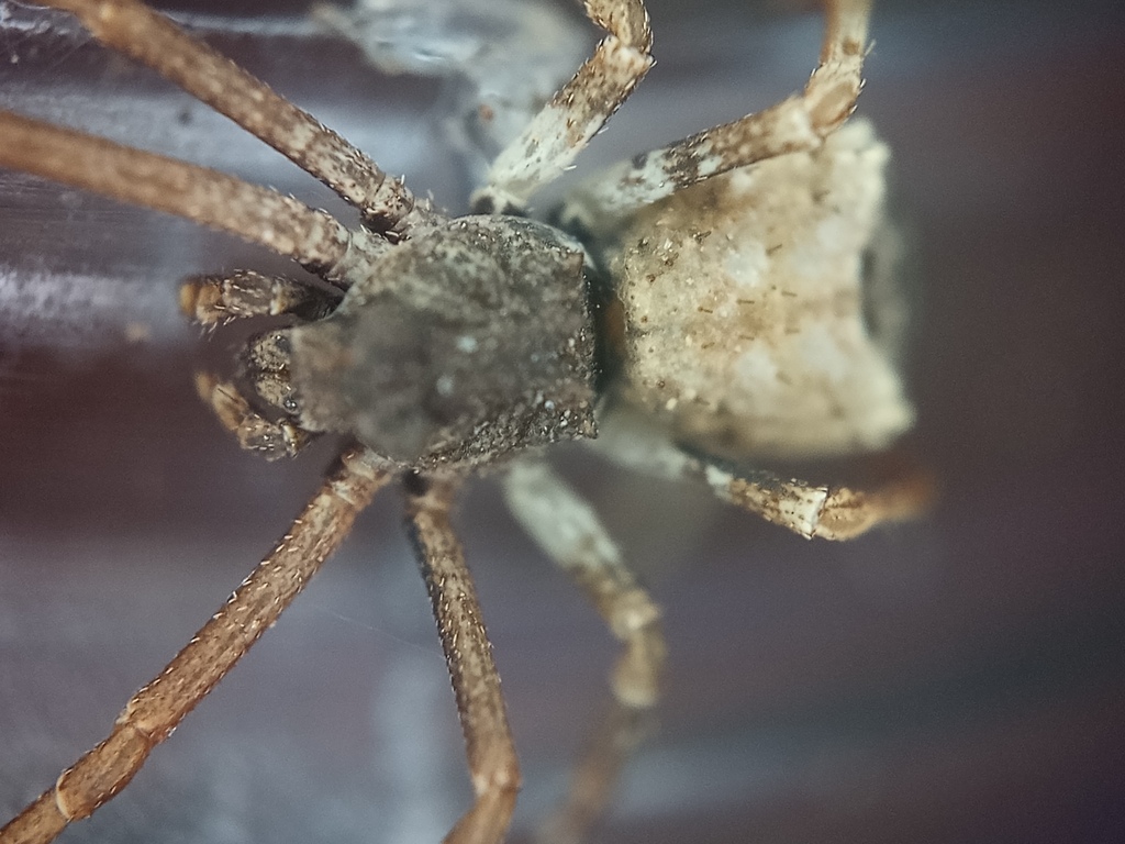 Ulocymus intermedius