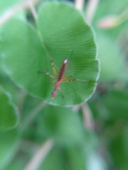 Micropeza stigmatica