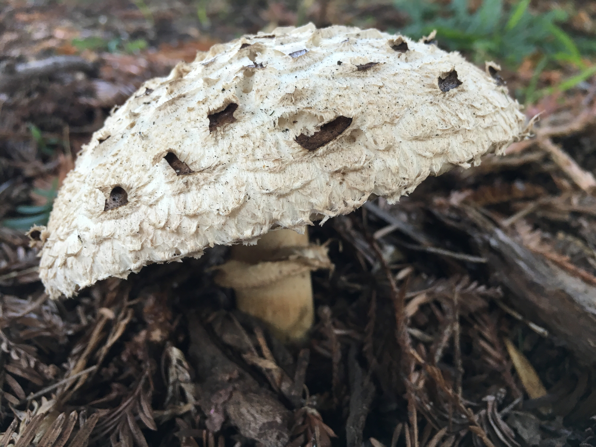 Chlorophyllum brunneum image