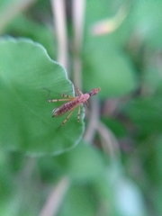 Micropeza stigmatica