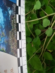 Micropeza stigmatica