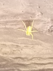 Misumessus oblongus