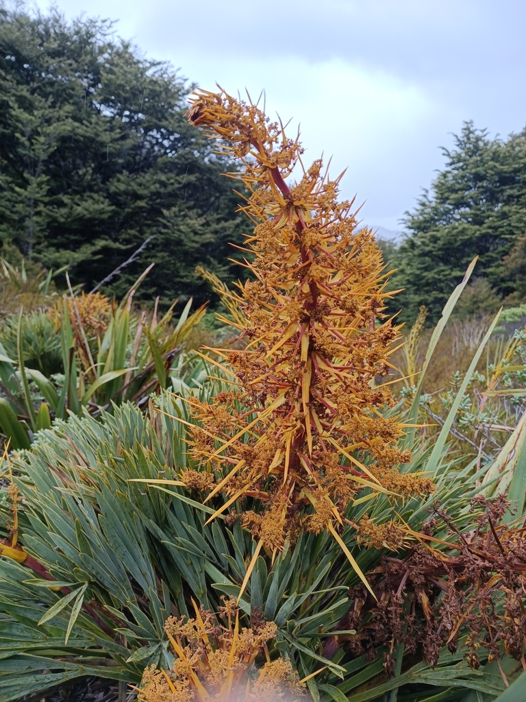 Fierce Spaniard (Aciphylla ferox)
